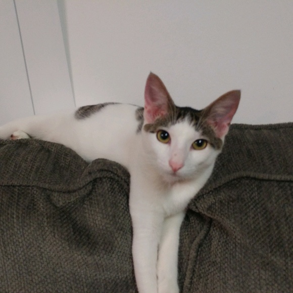 Meet your Posher, Elizabeth - Picture 1 of 1